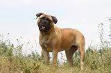 BULLMASTIFF 256